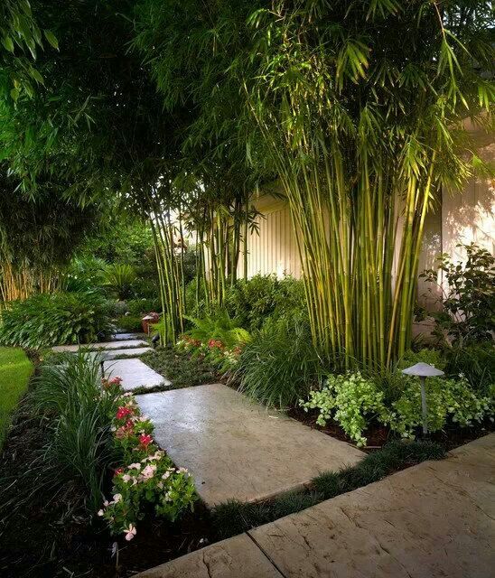 bamboo backyard